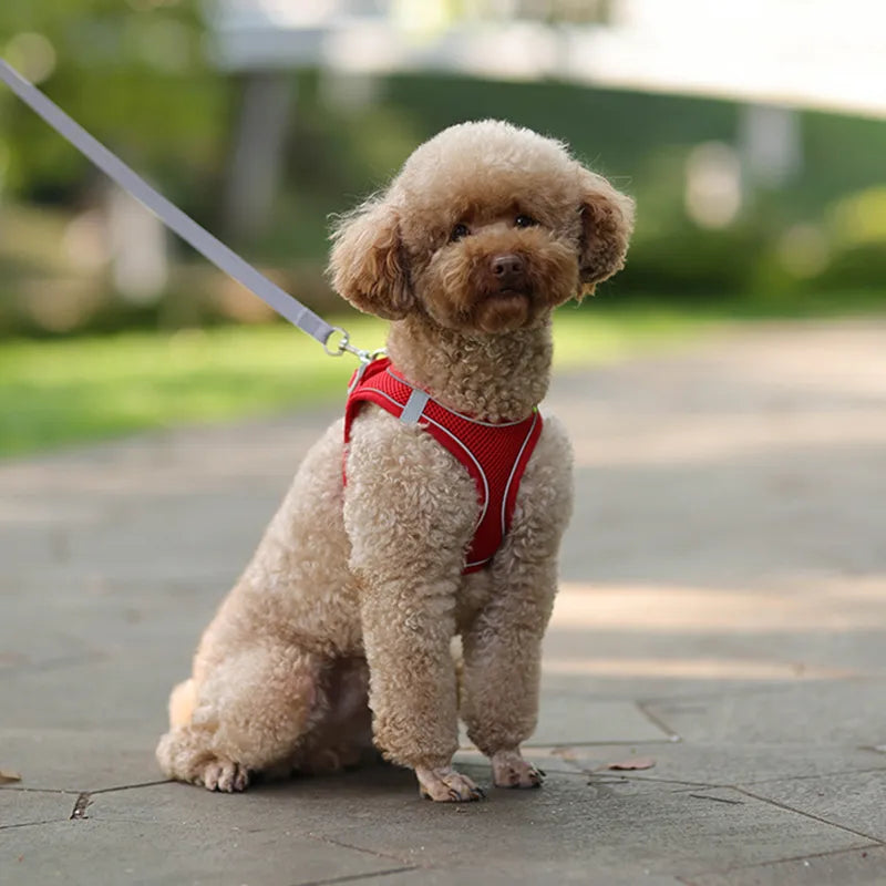 Coleira ajustável para cães pequenos